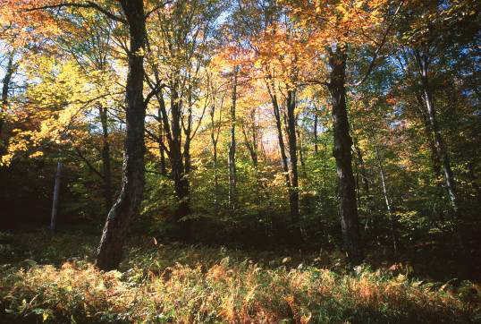 VtTNbirchmeadow.jpg (59601 bytes)
