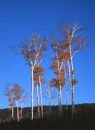 VtTNbirchtrees.jpg (20316 bytes)