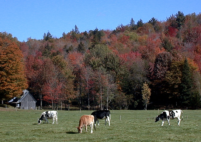 cows.JPG (139357 bytes)